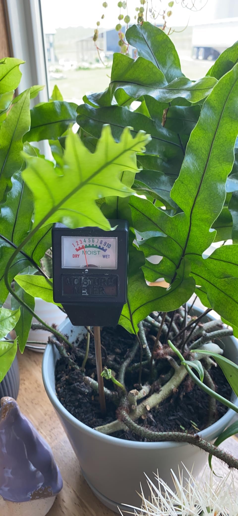 My Experience with Gouevn Moisture Sensor Kit