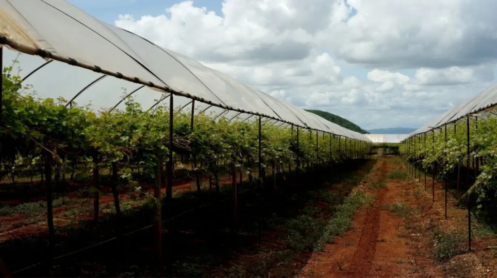 Vineyard Management Services