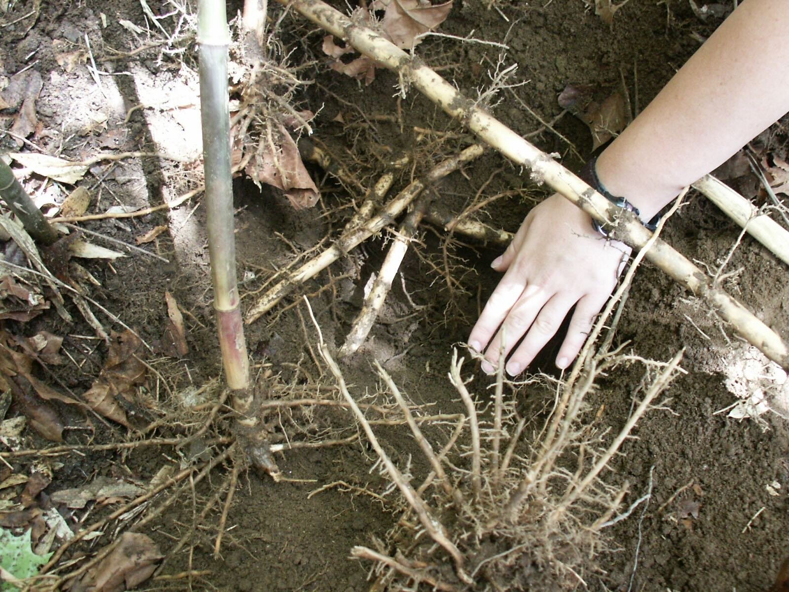 A photo shows a hand in a patch of soil along with a dense network of roots and stems, with bamboo-like stalks shooting up from the ground