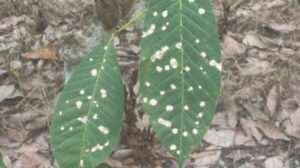 International research project targets sustainable rubber production