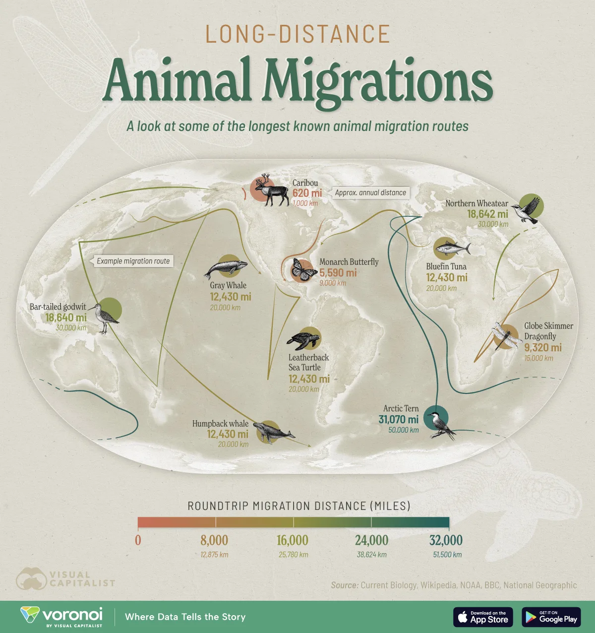 Map exploring the world’s longest animal migrations.