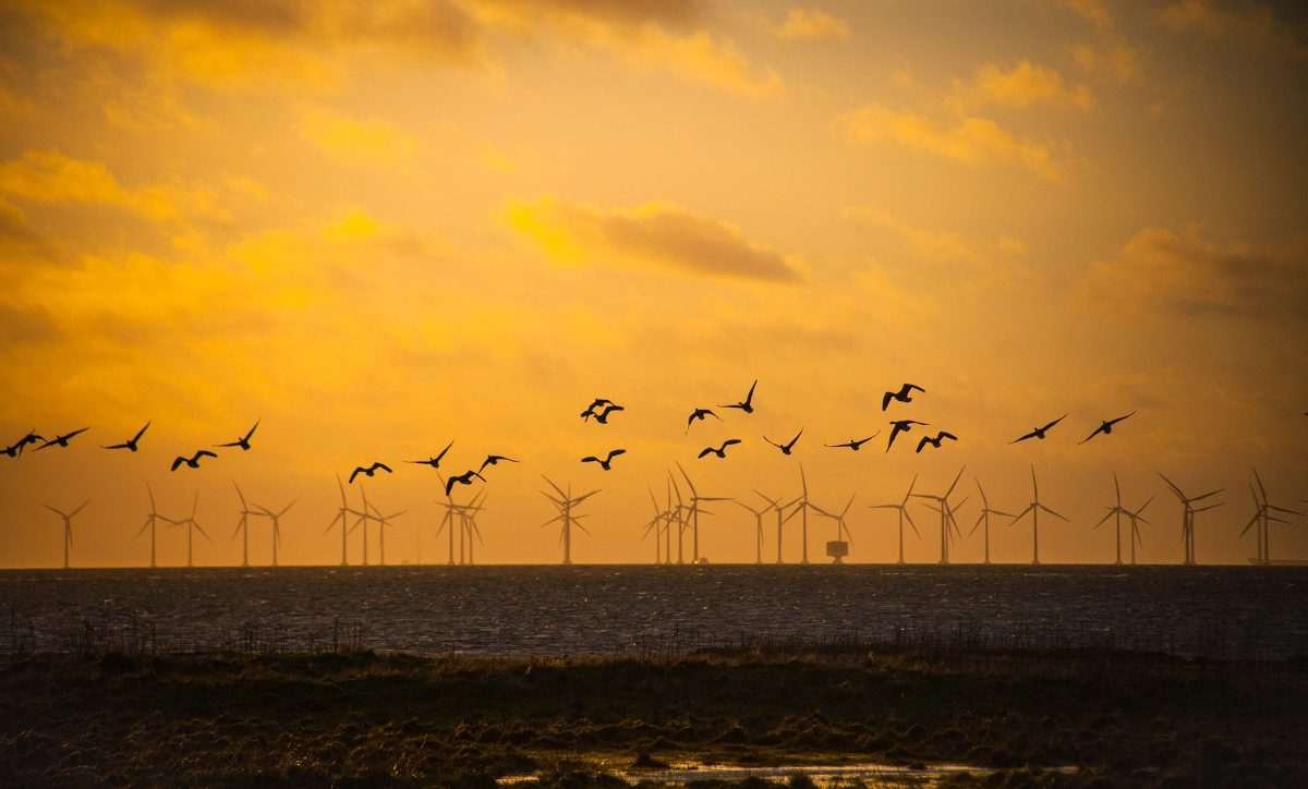 Seascape-with-distant-wind-generators-and-silhouetted-seabirds-in-the-sky