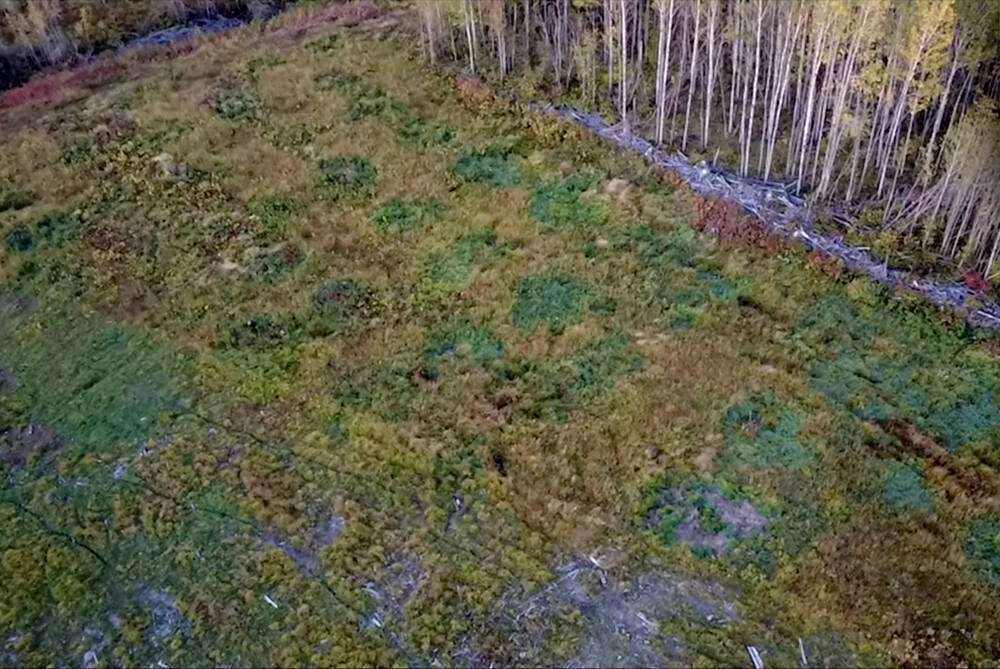 Overwintering bales provides a seed bed that contributed to pasture rejuvenation in the spring, clear shown here where grass growth is exceptional where bales were placed the winter before. Photo: Contributed.