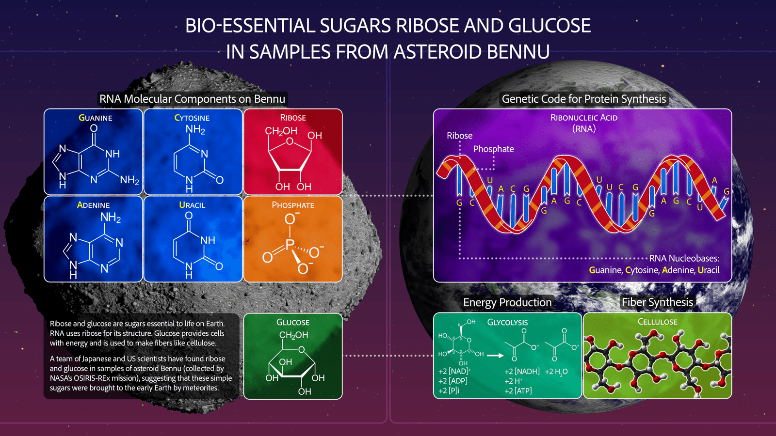 Graphic labeled "Bio-essential sugars ribose and glucose in samples from asteroid Bennu." The left half of the graphic has a background image of Bennu. In front of it are the RNA molecular components on Bennu: guanine, cytosine, ribose, adenine, uracil, and phosphate. Below them, the molecular structure of glucose is accompanied by text: "Ribose and glucose are sugars essential to life on Earth. RNA uses ribose for its structure. Glucose provides cells with energy and is used to make fibers like cellulose. A team of Japanese and US scientists have found ribose and glucose in samples of asteroid Bennu (collected by NASA'S OSIRIS-REx mission), suggesting that these simple sugars were brought to the early Earth by meteorites." The right half of the graphic has a background image of Earth. In front of it is the genetic code for protein synthesis, including ribose, phosphate, and the RNA nucleobases guanine, cytosine adenine, and uracil. Below that, the chemical process of energy production via glycolysis and the chemical structure of cellulose are annotated.