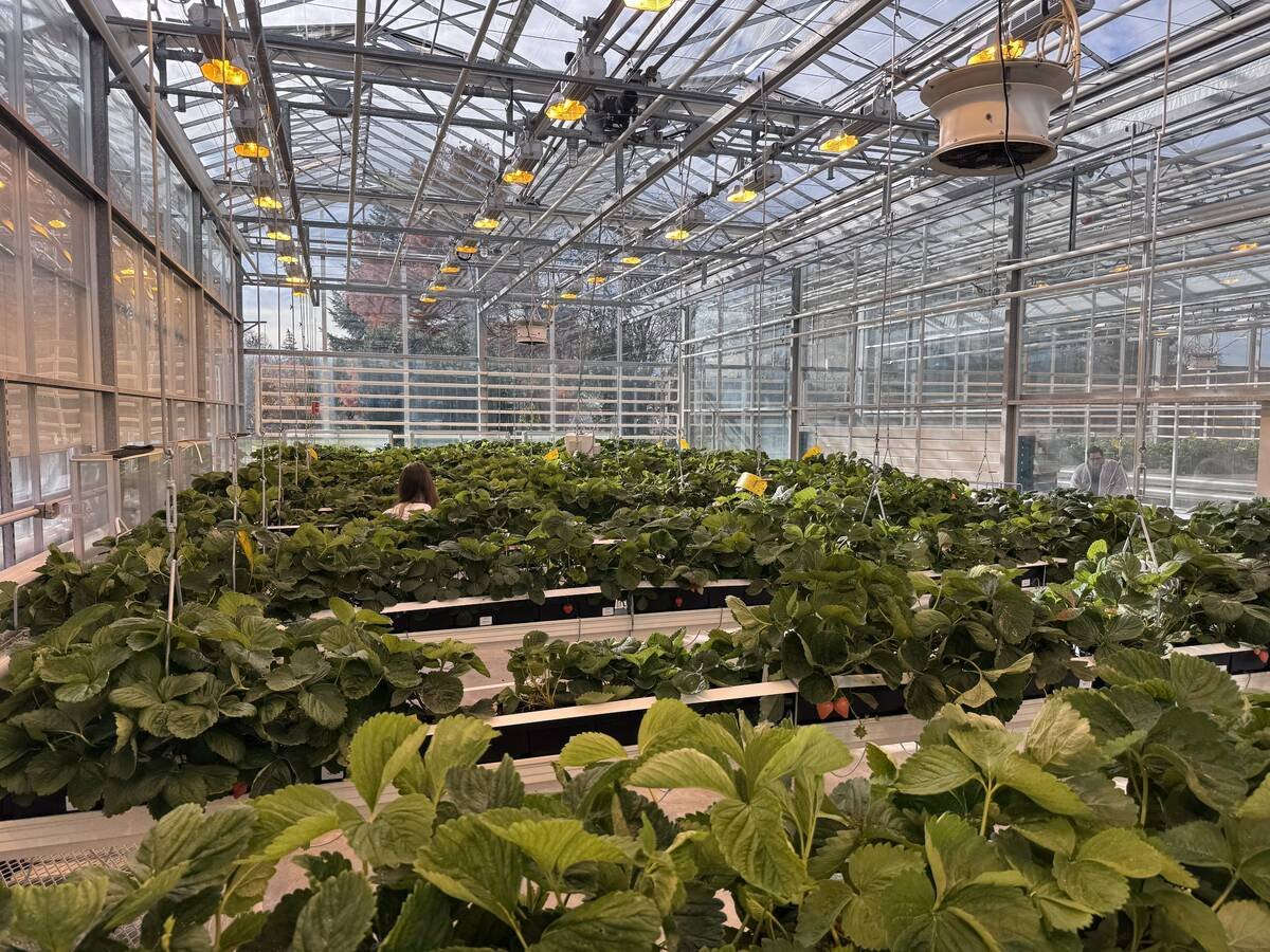 Red Sun Farms is developing strawberry varieties bred specifically for indoor growing environments. Photo: Red Sun Farms.
