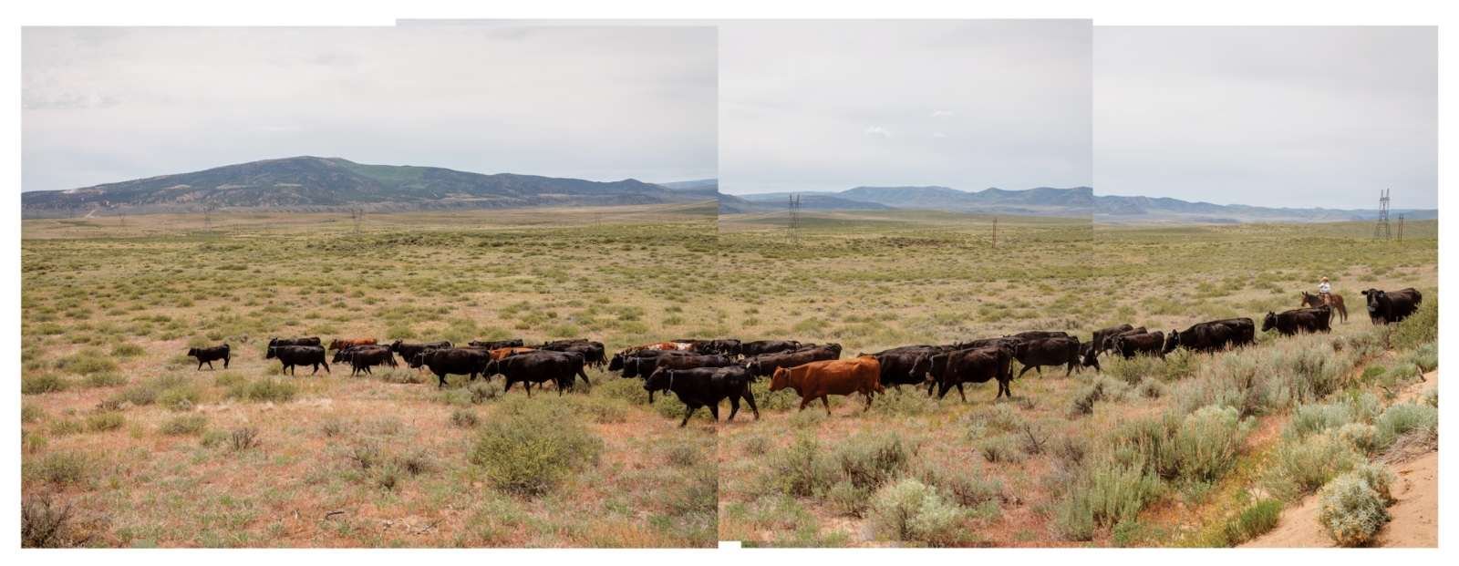 A rancher on horseback moves cattle on a range