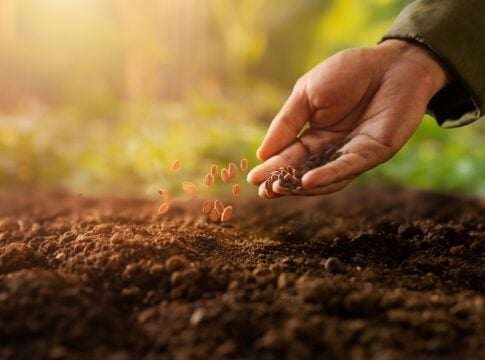 Walmart and Kellanova Partner for Regenerative Rice Farming in Arkansas