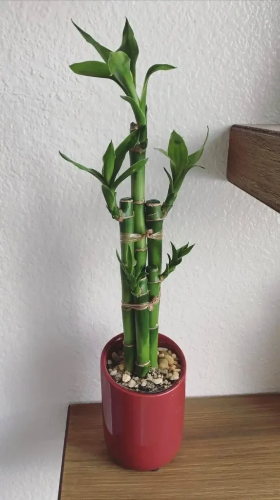 Chinese New Year Decorations That Bring Luck, Joy, and Festive Magic

