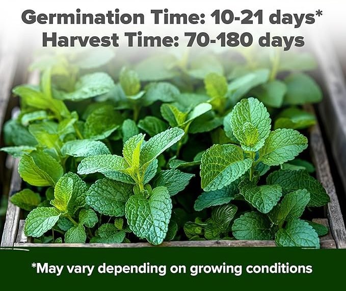 My Experience with HOME GROWN Non GMO Lemon Balm Seeds