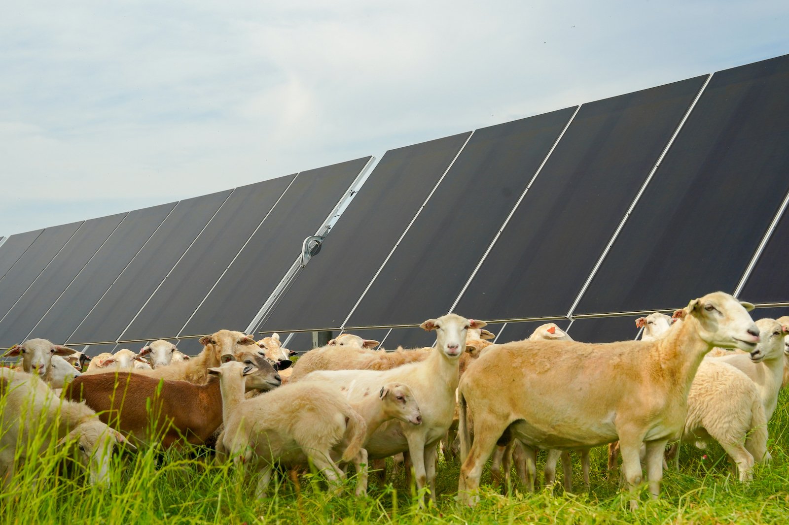 a flock of sheep graze in front of a large array of solar panels