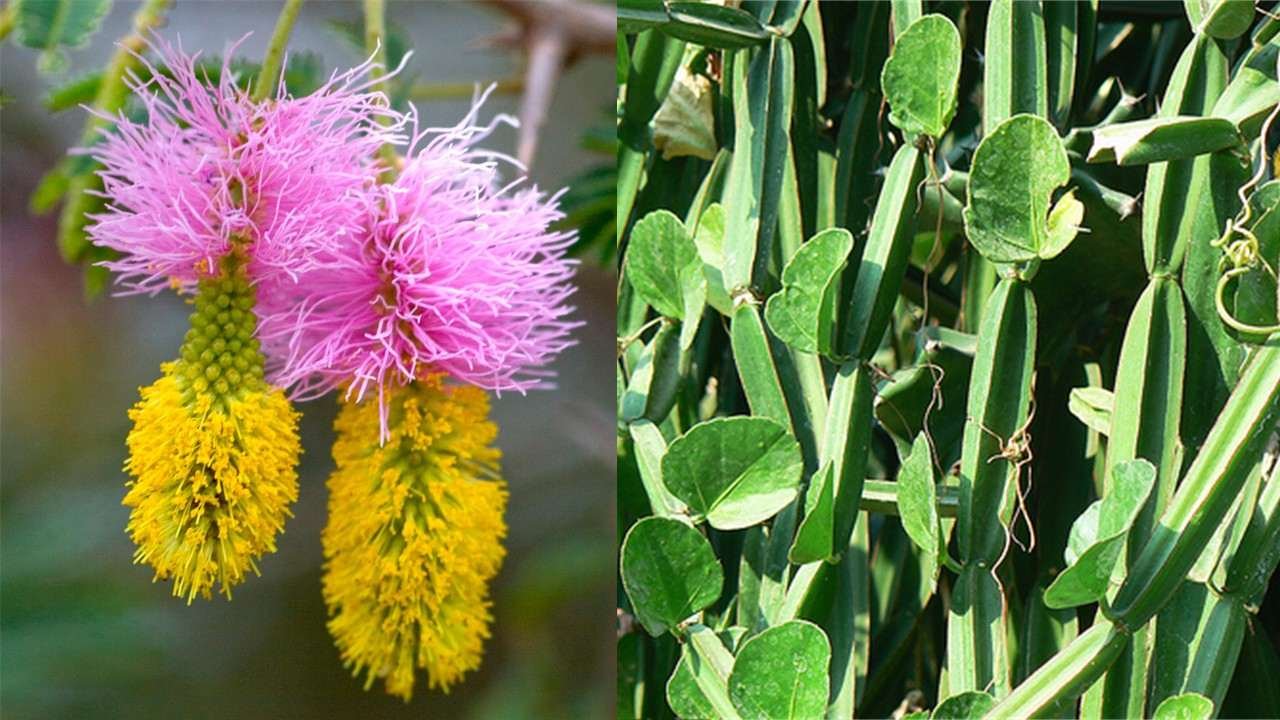 Dichrostachys glomerate and Cissus quadrangularis. Image credit: Gateway Health Alliances