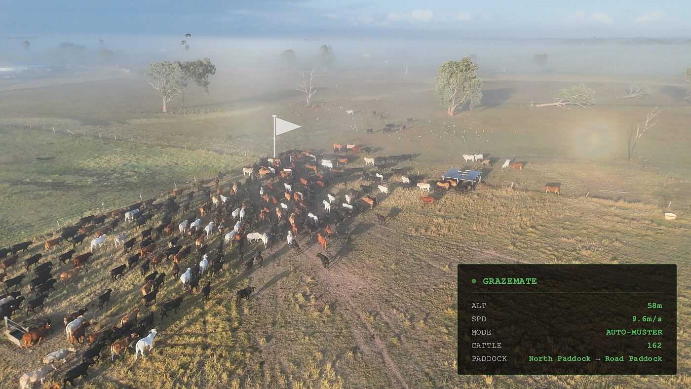 Mustering cattle. Image credit GrazeMate