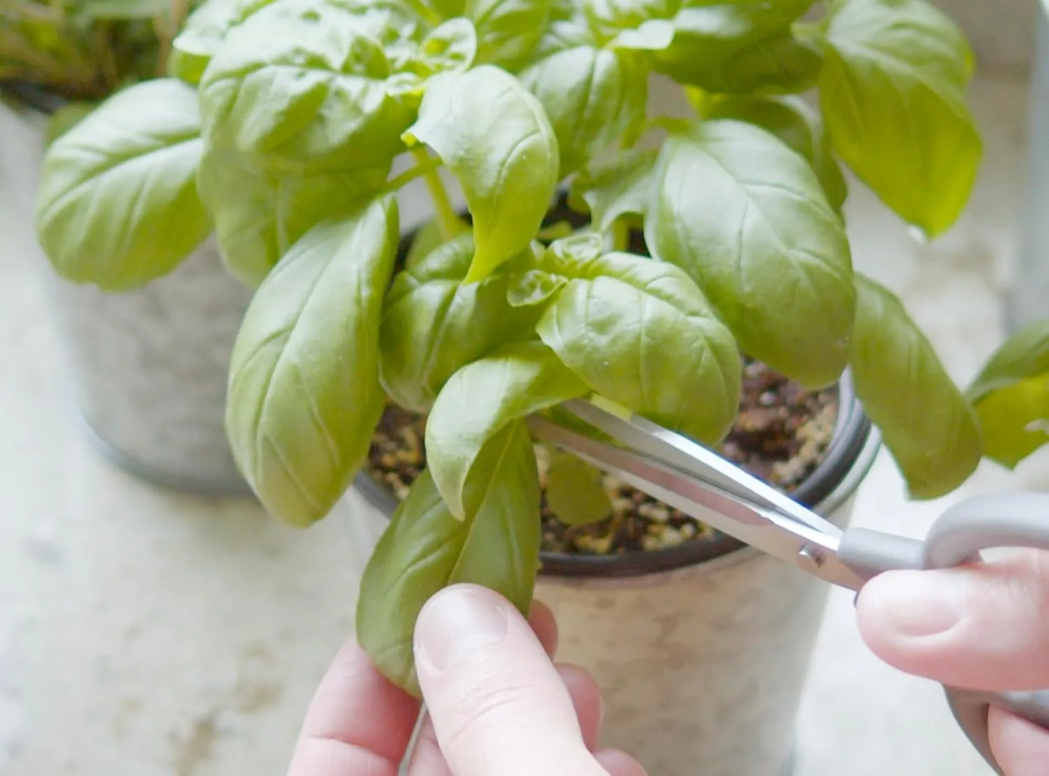 My exprerience with Sereniseed Certified Organic Herb Seeds