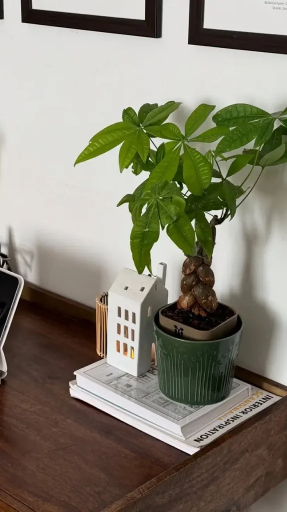 Study Desk Decor Plants