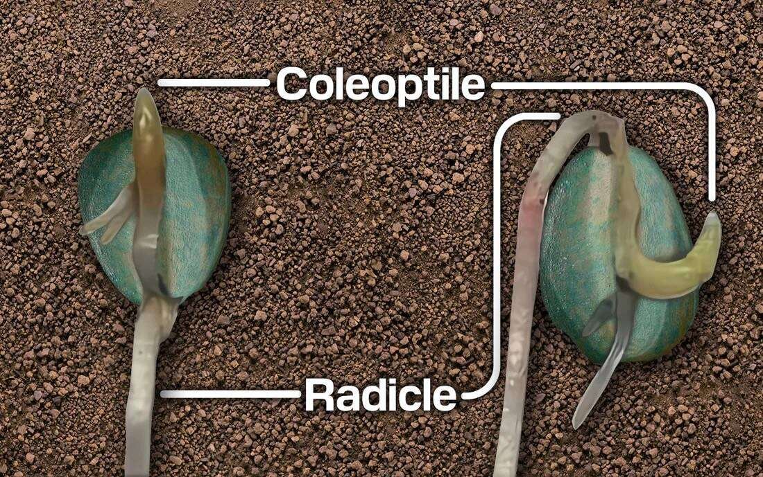 An illustration of how a corn plant growing from an improperly-oriented (tip-up) seed has to spend additional energy and time at germination to right itself in the ground. Photo: PrecisionPlanting.com