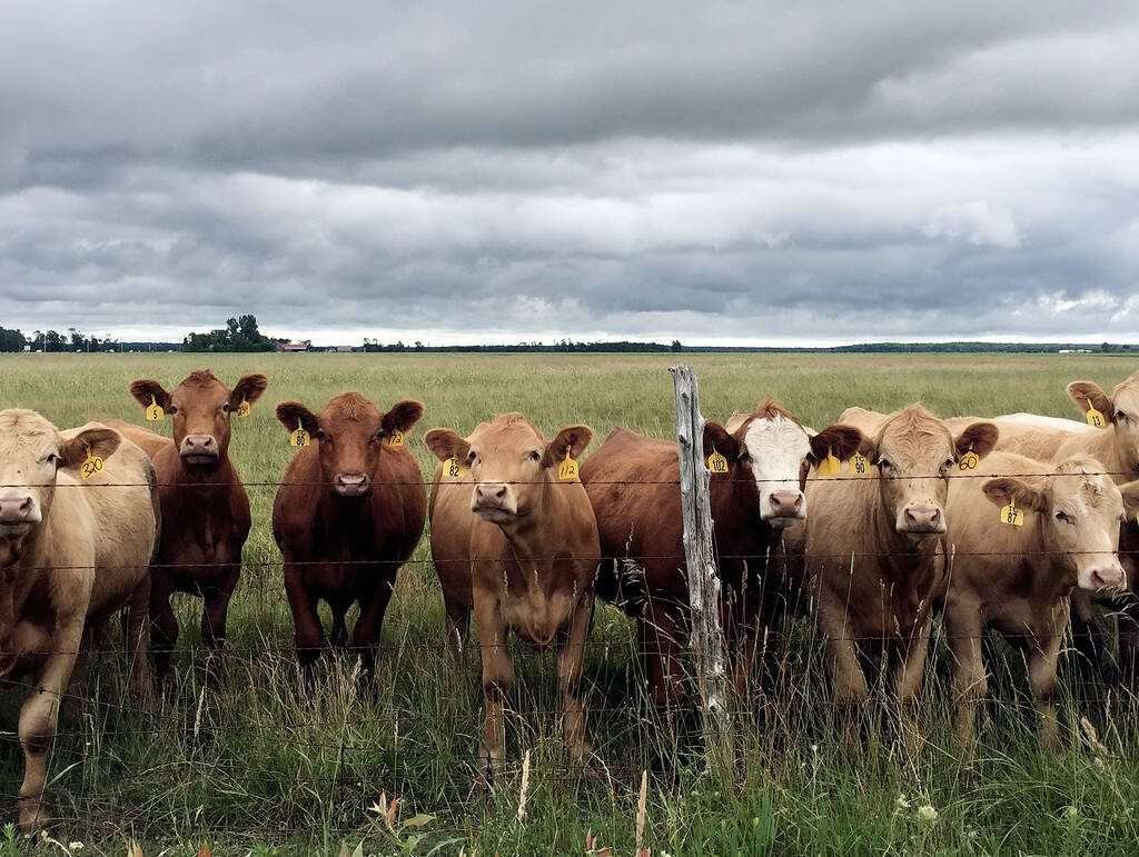 Curious cattle line the fence under a threatening sky in the Grey-Bruce area. Stock Photo by Diana Martin