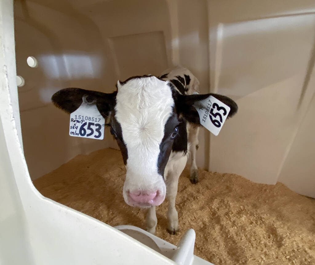 Less than a week old, this heifer calf was a massive draw at Roy-A-Lea Farms during Farm and Food Care Ontario's Fall farm tour on Oct. 3, 2024. Photo: Diana Martin 