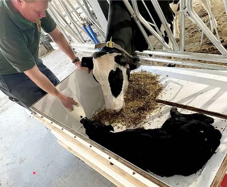 The “cuddle box” at Dr. Jodie Wallace's Anderson Farms Silverstream Holsteins allows cows to lick and bond with a calf while being milked at the calving pen and the calf receives colostrum, before it transports the calf to the "sauna" where it's hair coat is dried and it is paired with another calf. Photo: Dr. Jodie Wallace