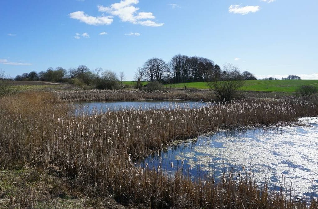 Natural water management infrastructure, Jutland, Denmark. Photo: Matt McIntosh