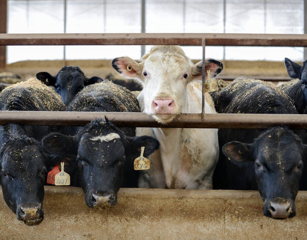 Beef cows in a feedlot align perfectly for a "One of these things is not like the other" photo on April 9, 2025. Photo: by Diana Martin