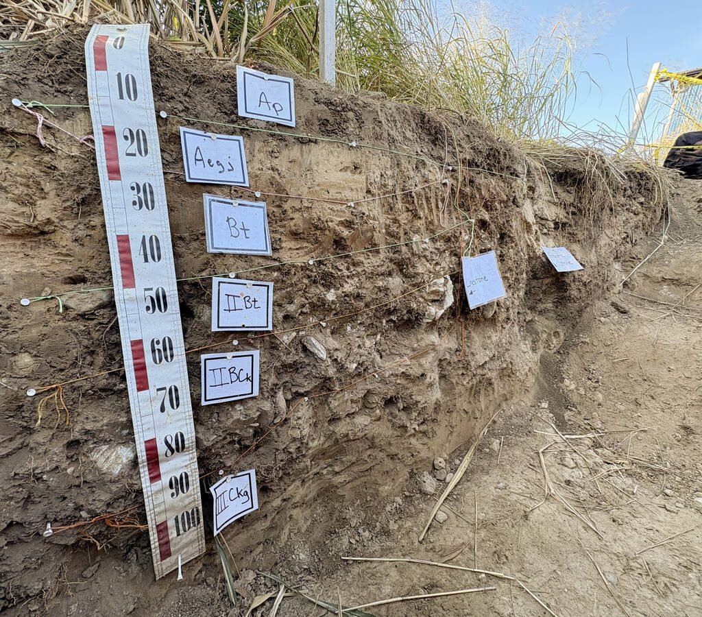 Ontario Ministry of Agriculture, Food and Agribusiness's soil pit profile at the Canada's Outdoor Farm Show,  demonstrates the impact of  biomass of miscanthus and switchgrass above and below-ground and it's potential to increase soil structure, water infiltration, microbial activity and carbon sequestration. Photo Diana Martin