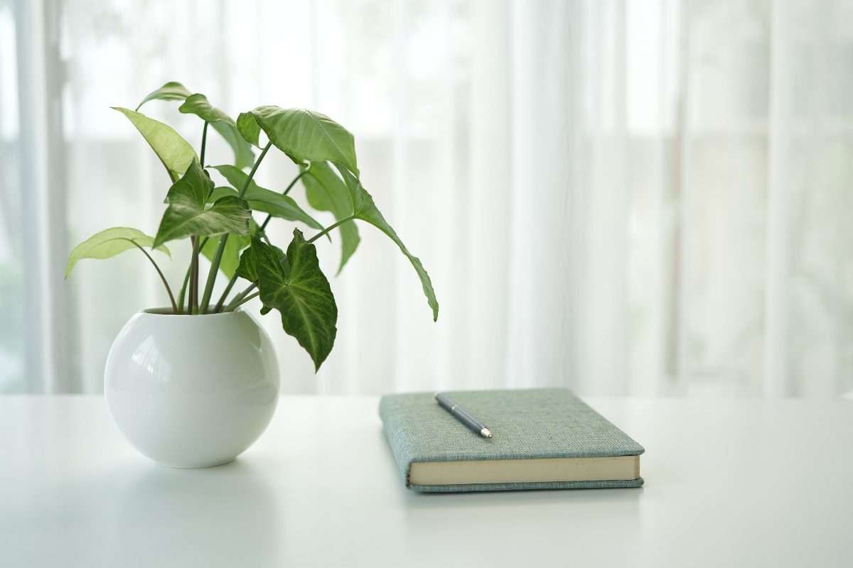 Syngonium indoor plant and green notebook on white table, interior
