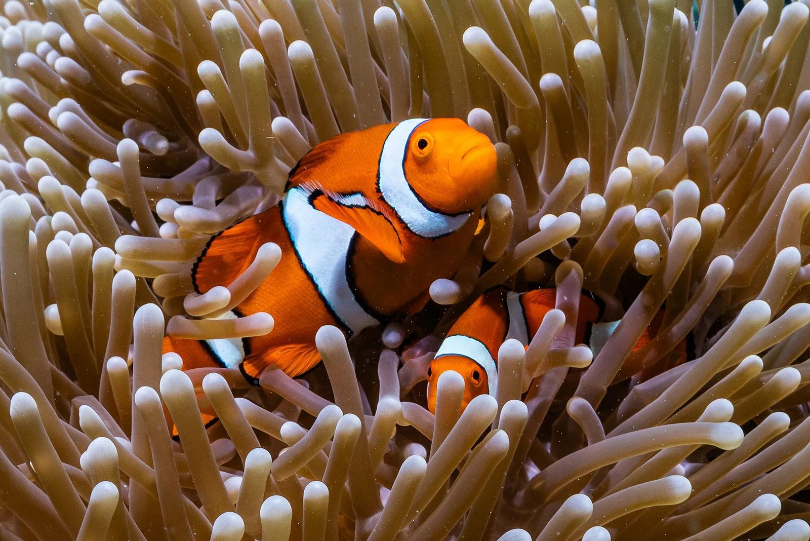 Two orange and white clownfish swim through an anenome