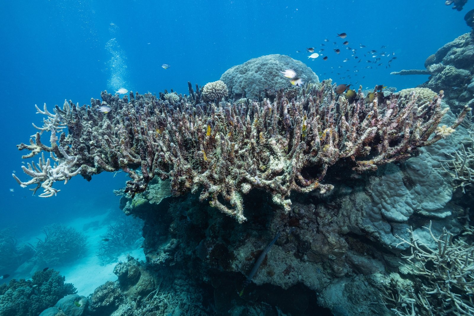 Brown and gray coral sits at the bottom of the ocean