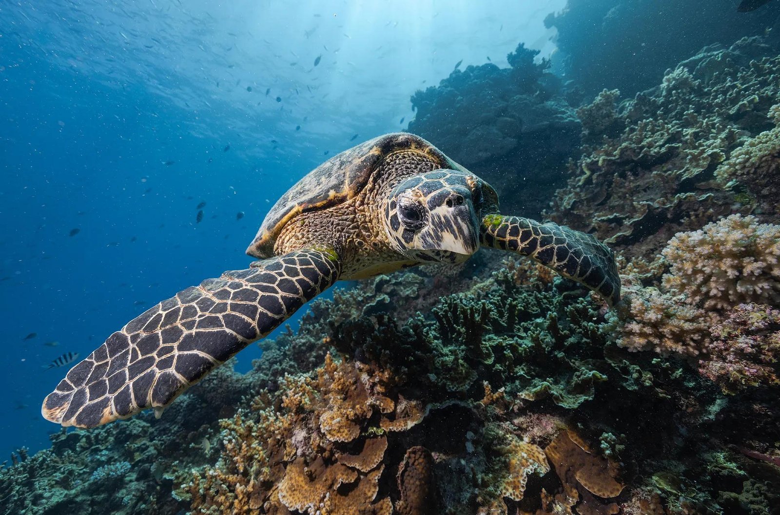 A large sea turtle floats over coral