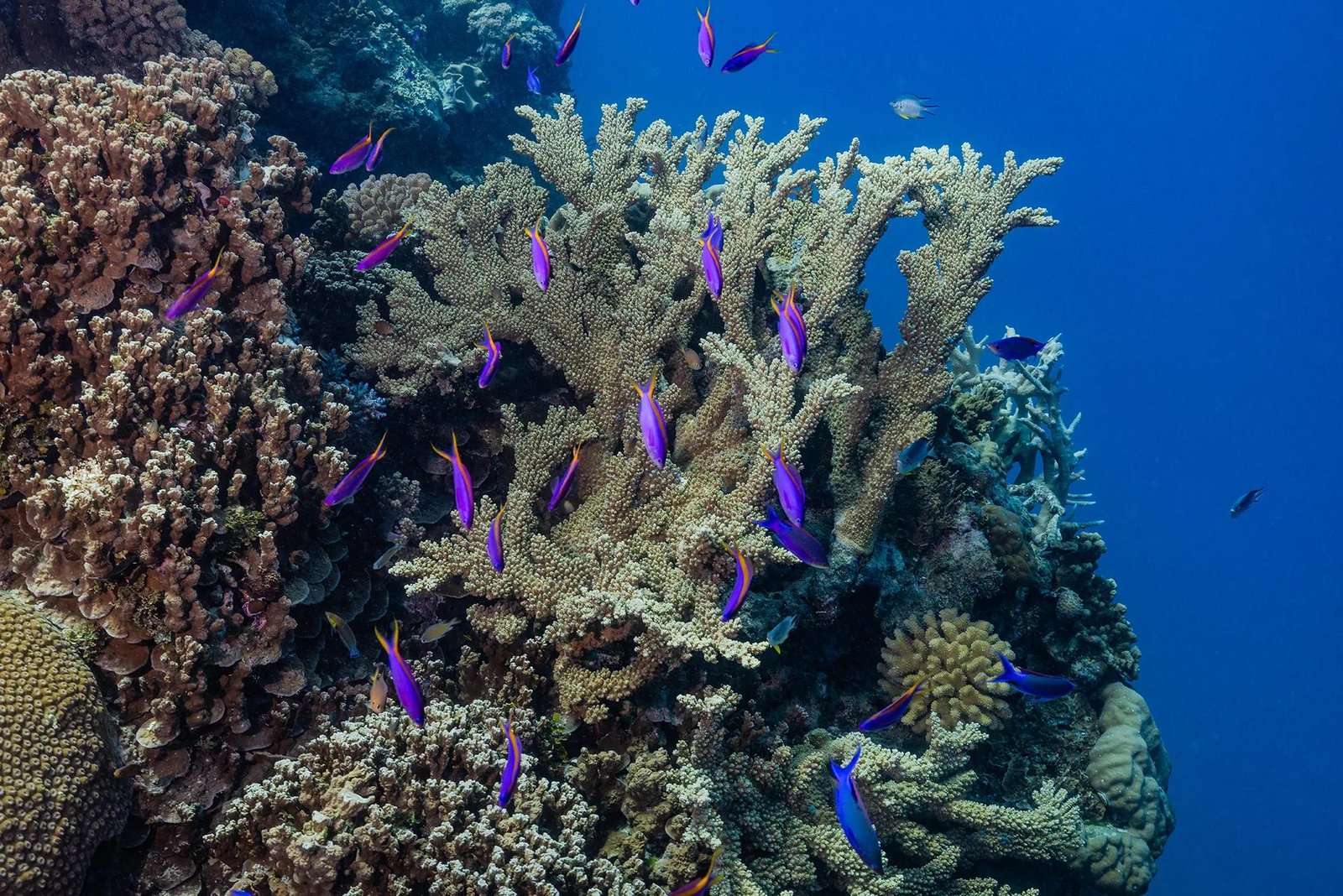 Bright purple fish swim in a stand of coral
