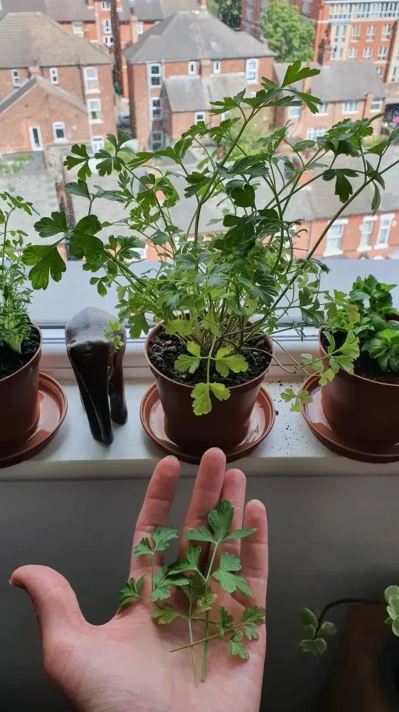 Kitchen Window Decor Ideas Kitchen Window Decor Ideas