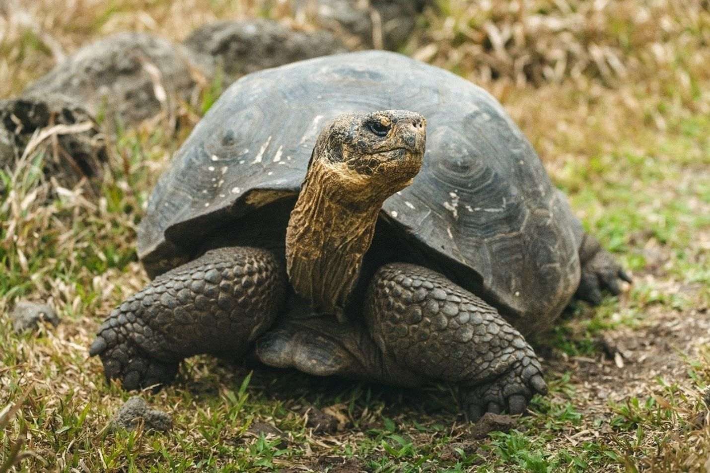 Floreana-ancestry giant tortoise resting in grass in the Galápagos, part of efforts to reintroduce tortoises to Floreana Island.