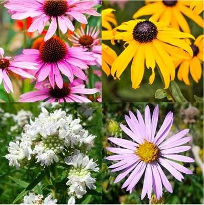 Summer Pollinator Garden Pack from NatureHills
