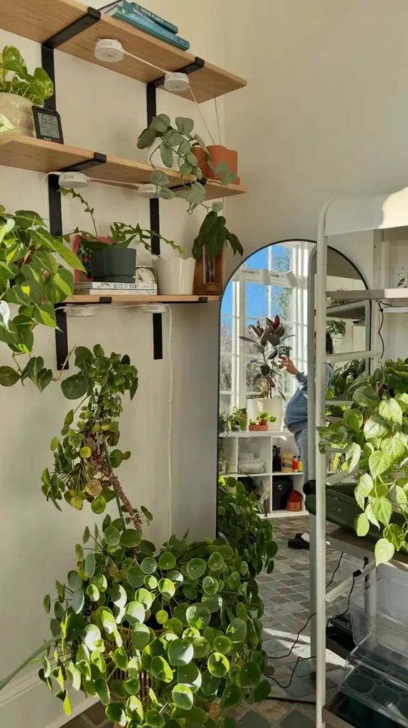 Plant Room Ideas