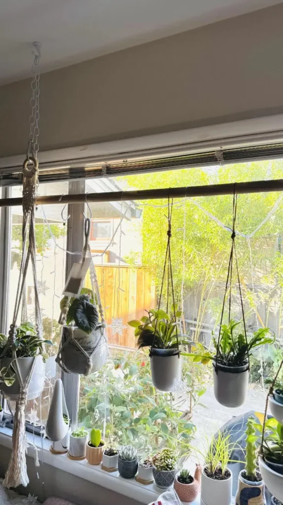 Plant Room Ideas Plant Room Ideas