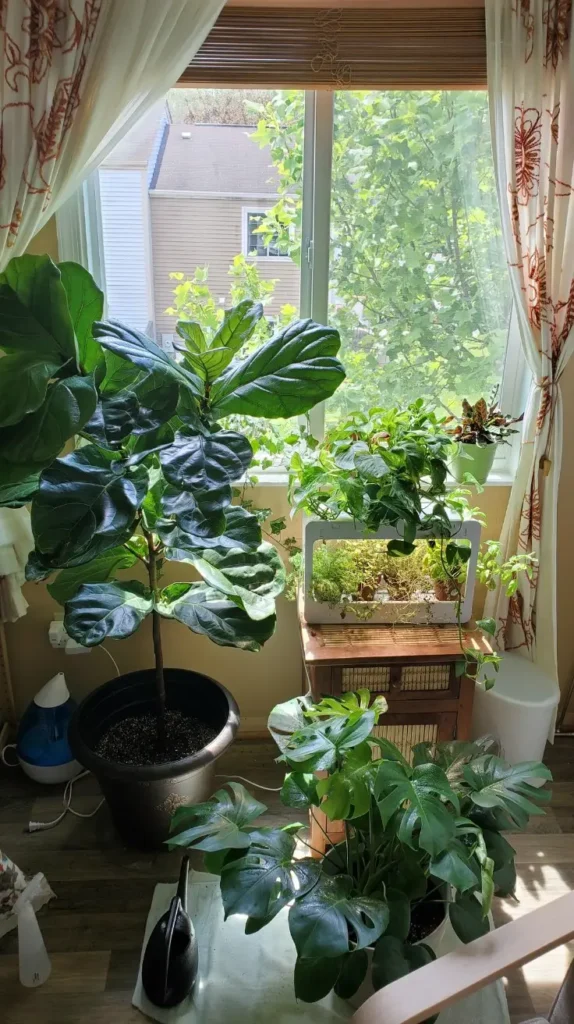 Plant Room Ideas That Turn Any Space Into a Living Sanctuary Plant Room Ideas That Turn Any Space Into a Living Sanctuary