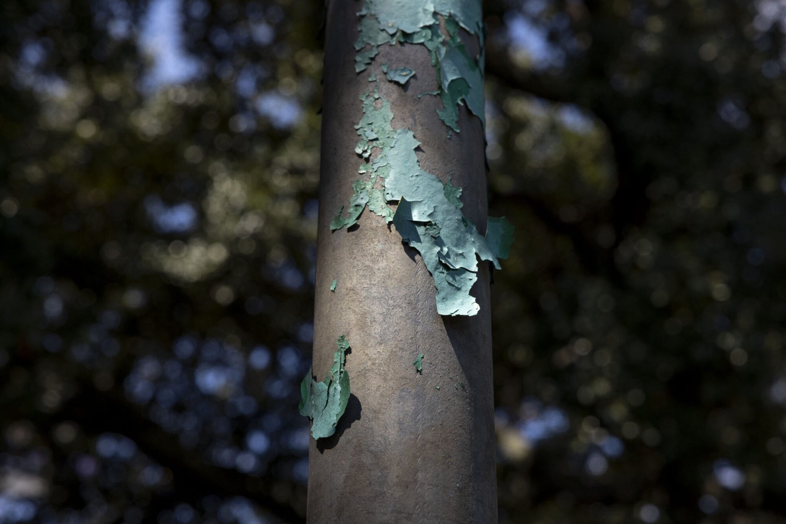Green paint peels off a pole