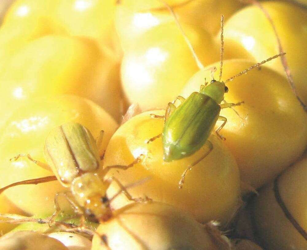 Northern corn rootworm beetles on a corn cob. Photo: John Gavloski, Manitoba Agriculture