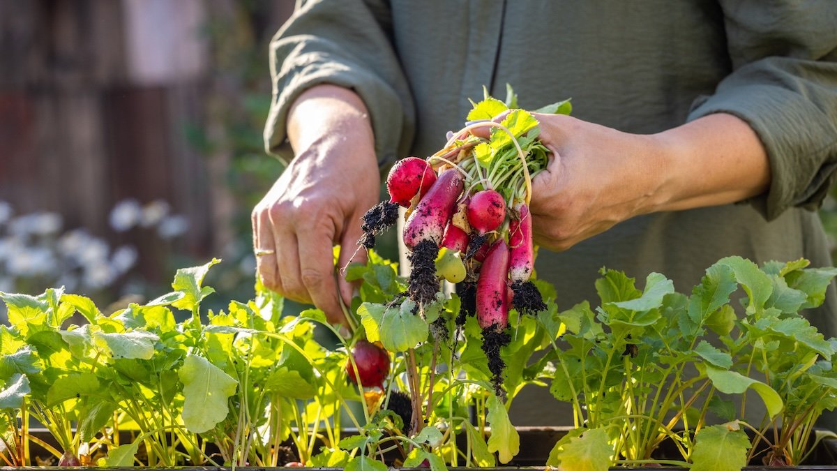 Spring Crops by Planting Zone