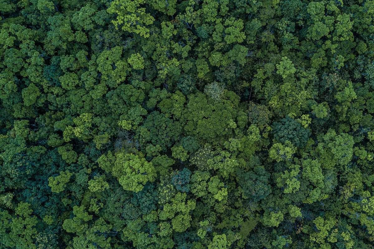 A thick region of forest, seen from directly above (at a moderate height, 40m or so)