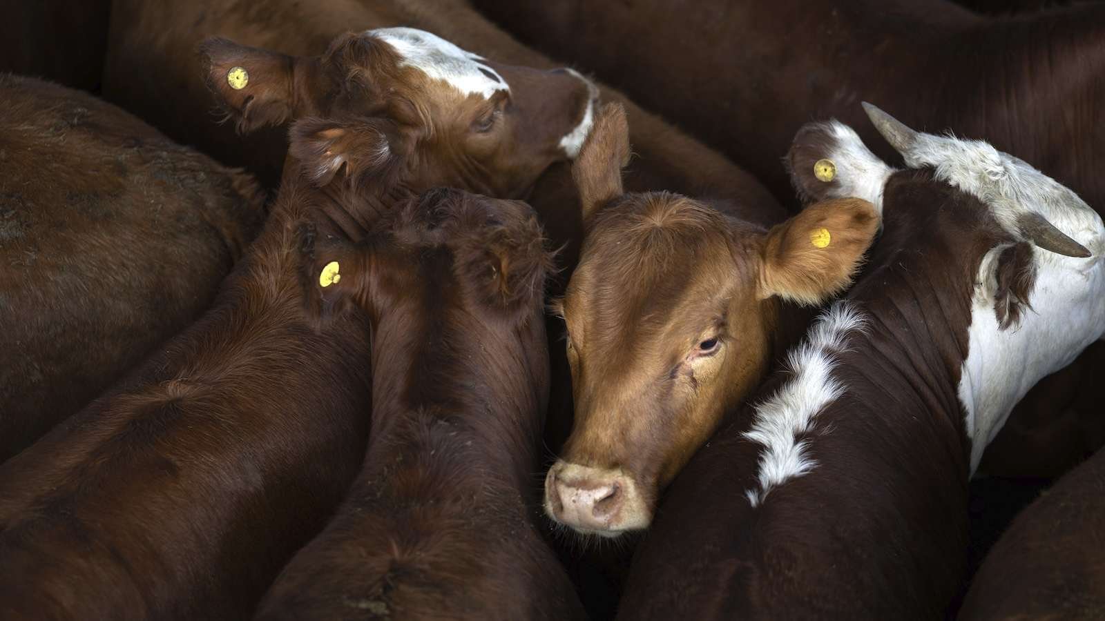 close-up shot of a group of brown cows, some with white spots, huddled together before auction. one of them faces the camera, while the others are turned away from it