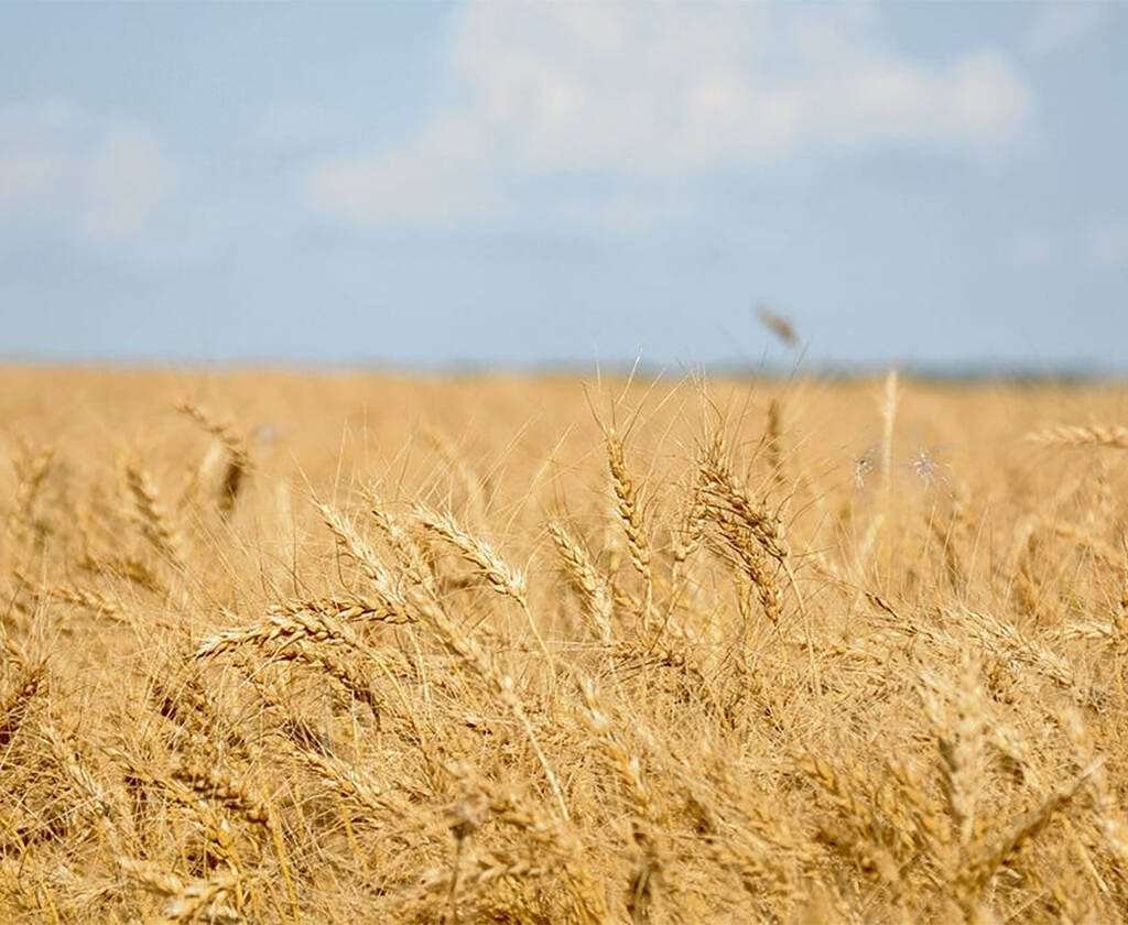 A stand of nearly ripe wheat on a sunny day.