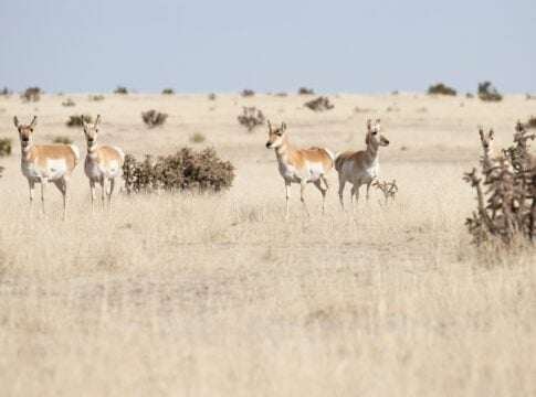 Verra Greenlights Record 3 Million Soil Carbon Credits From Mexico Grasslands
