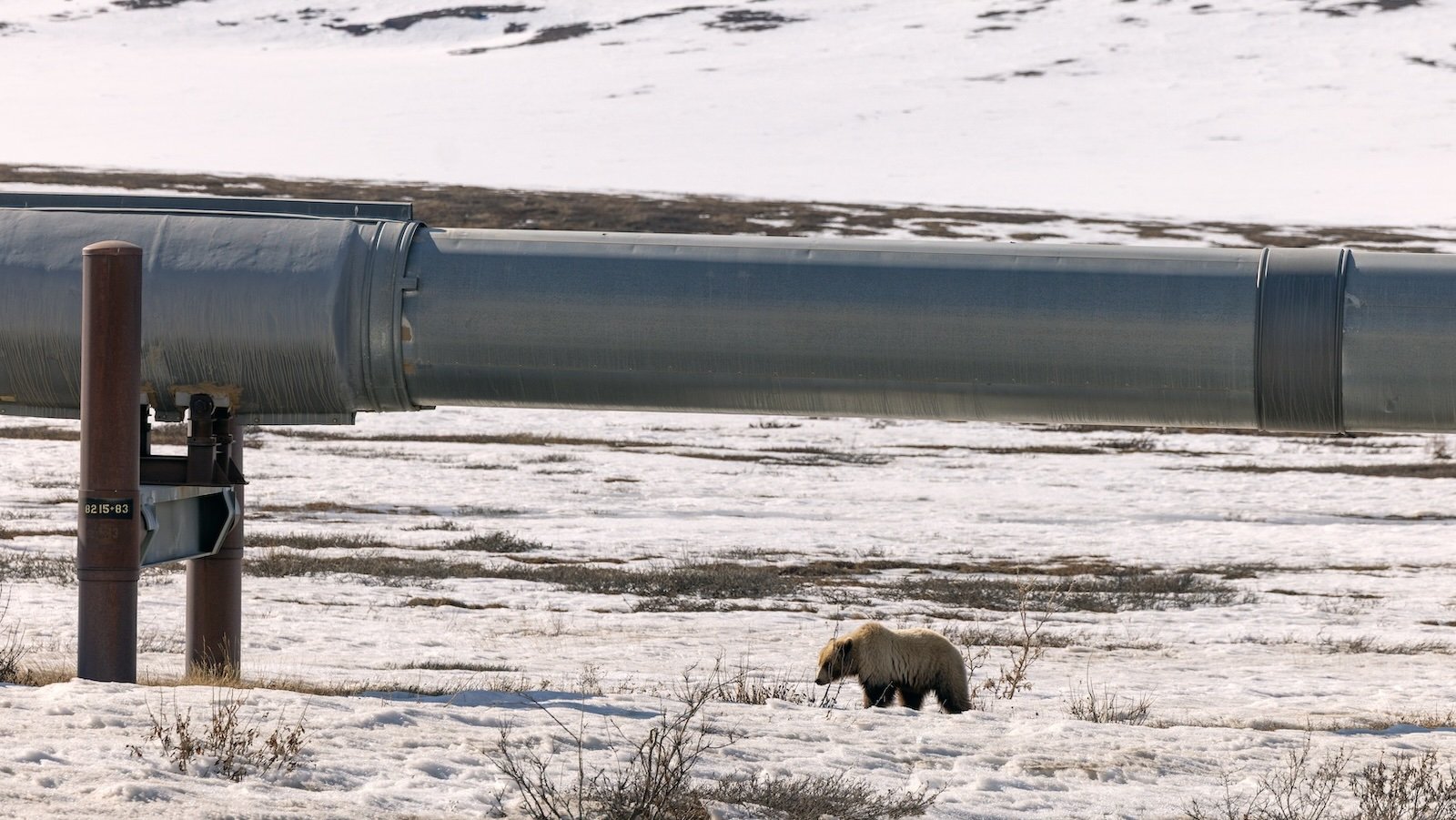 NORTH SLOPE BOROUGH, ALASKA - MAY 9: A grizzly bear walks on the tundra underneath a portion of the Trans Alaska Pipeline System (TAPS) near the Dalton Highway on May 9, 2025 about 10 miles north of Atigun Pass in North Slope Borough, Alaska. The Dalton Highway (Alaska Route 11) stretches 414 miles across northern Alaska from Livengood (53 miles north of Fairbanks) to Prudhoe Bay. The 800-mile-long pipeline pushes oil from Prudhoe Bay to the port of Valdez. (Photo by Lance King/Getty Images)