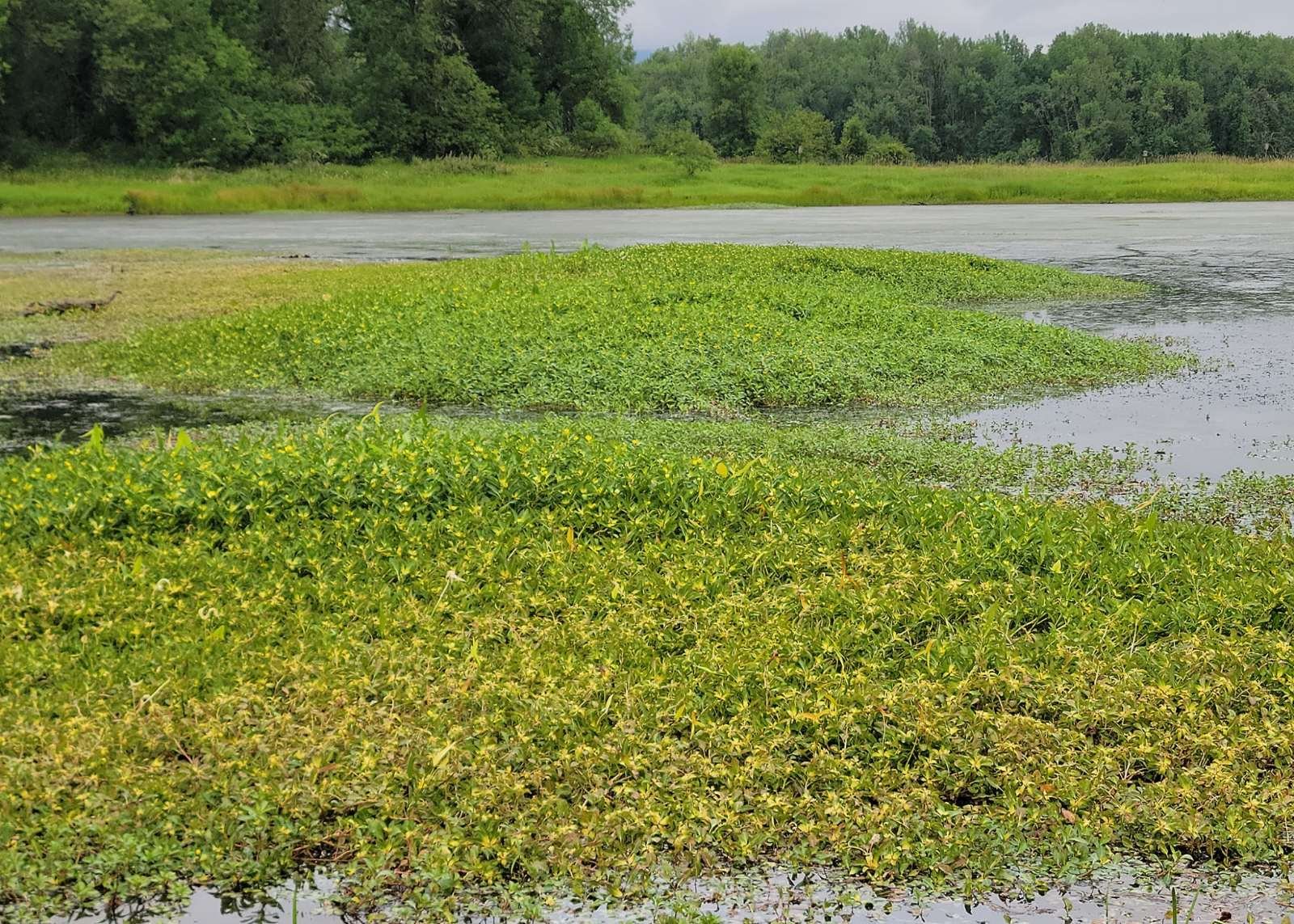 A mat of green foliage stretches across a pond