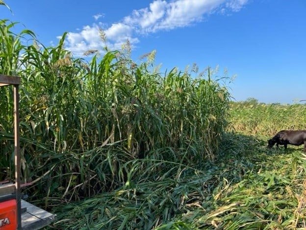 Field without synthetic fertilizer