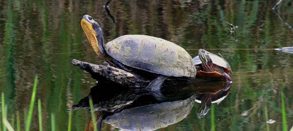 Blanding's and midland painted turtles, species at risk, Ontario species at risk
