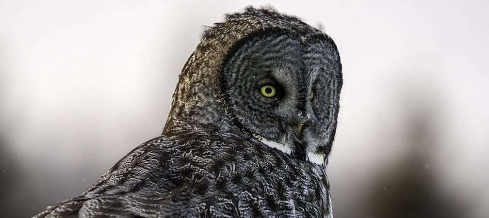 Great grey owl, Southern Ontario, 2026, uncommon owl, northern wildlife, uncommon visitor