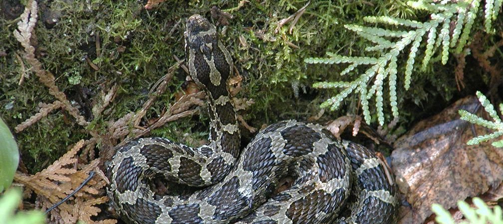 Massasauga rattlesnake, Endangered and Threatened Species at Risk, species at risk in Ontario