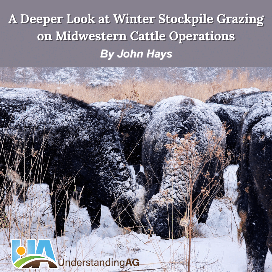Final File - A Deeper Look at Winter Stockpile Grazing on Midwestern Cattle Operations (900 x 900 px) (1)